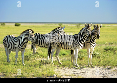 Allevamento di Burchell s Zebra Equus quagga a Savannah in Etosha National Park Namibia Africa Foto Stock