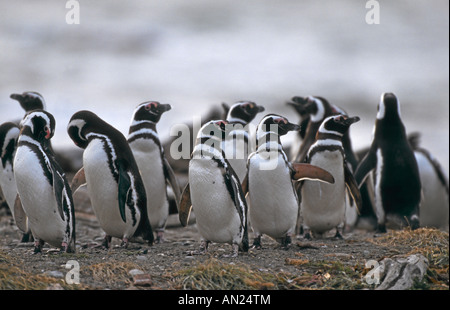 Pinguin Kolonie Magellanpinguine Seno Otway Patagonia Cile Magellanic colonia di Pinguini Spheniscus magellanicus Foto Stock