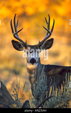 Maultierhirsch Schwarzwedelhirsch Mule Deer Buck Bock Odocoileus hemionus Wyoming USA Foto Stock