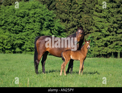 Westfalen Stute mit Fohlen Foto Stock