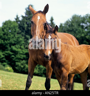 Westfalen Stute mit Fohlen Foto Stock