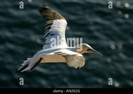 Basstoelpel sula bassana Northern Gannet Morus bassanus Foto Stock