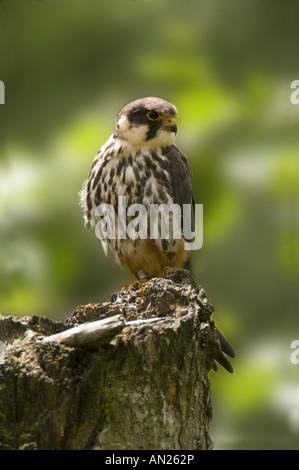 Hobby Baumfalke Eurasian Hobby Falco Subbuteo® Europa Greifvogel Uccelli di pregare Greifvoegel Foto Stock