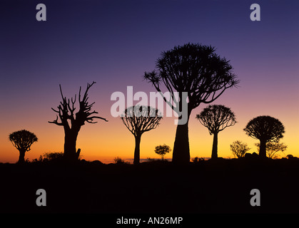Sagome di alberi faretra aloe dichotoma al crepuscolo subito dopo il tramonto per quiver tree forest Keetmanshoop Namibia Africa Foto Stock