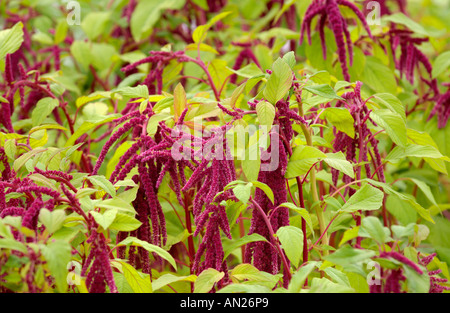 Infiorescenza staminifera fiori essendo cresciuto per Wiggly Wigglers giardinaggio naturale di ordine di posta in azienda Herefordshire England Regno Unito Foto Stock