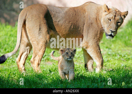 Asiatischer Löwe Panthero leo persica asiatico Jungtiere Lion Foto Stock