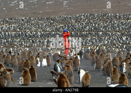 Felice fotografo con ammassato re pinguini a St Andrews Bay Georgia del Sud il Rookery più grande al mondo Foto Stock