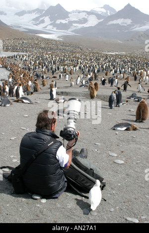 Felice fotografo con ammassato re pinguini a St Andrews Bay Georgia del Sud il Rookery più grande al mondo Foto Stock