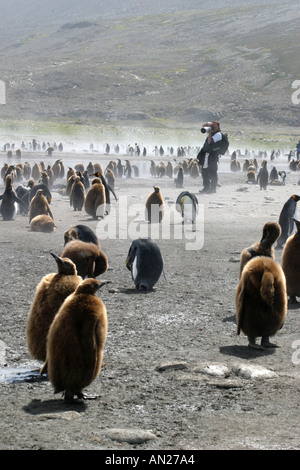 Felice fotografo con ammassato re pinguini a St Andrews Bay Georgia del Sud il Rookery più grande al mondo Foto Stock