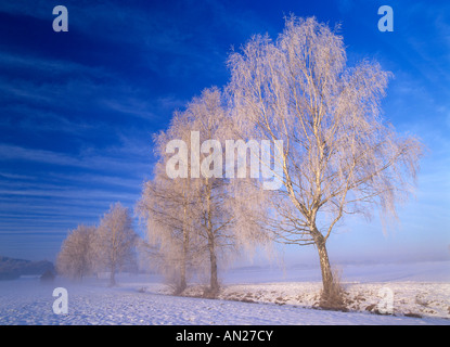 Più coperto di brina di betulle betula verrucosa in inverno Baviera Germania Foto Stock