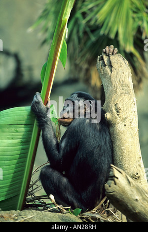 Zwergschimpanse Bonobo Bonobos Pan paniscus Foto Stock