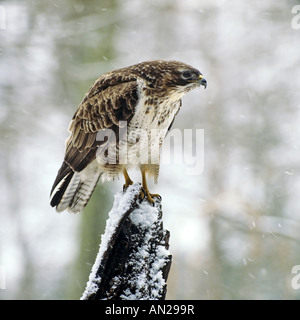 Maeusebussard Buteo buteo poiana eurasiatica [Buteo buteo] Foto Stock