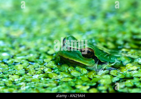 Comune Laubfrosch raganella Hyla arborea Jasmund Nationalpark Ruegen Mecklenburg Vorpommern Deutschland Foto Stock