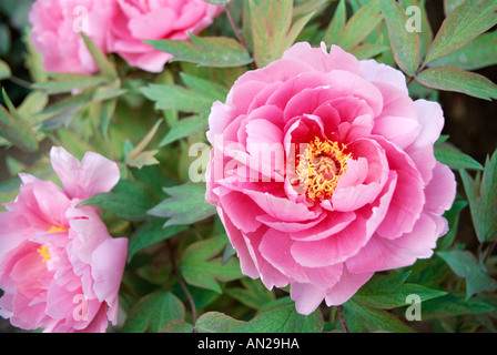 Peonia fiori in Bloom, Luoyang, nella provincia di Henan, Cina Foto Stock