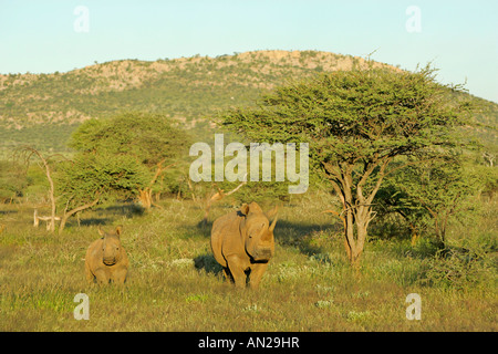 Femmina di rinoceronte bianco Ceratotherium simum con il pascolo di vitello a Savannah Mount Etjo Namibia Africa Foto Stock