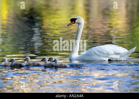 Hoeckerschwan Cigno Cygnus olor europa europa Foto Stock