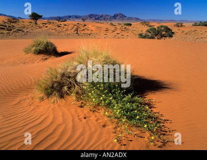 Dune e fiori di colore giallo nel deserto del Namib Rand Riserva Naturale della Namibia in Africa Foto Stock
