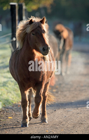 Islandpferd islandese cavalli Foto Stock