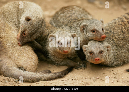 Zebramanguste nastrare mongoose Mungos mungo Foto Stock