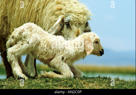 Schafe pecore neugeborenes neonato Foto Stock
