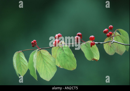 Unione fly (caprifoglio Lonicera xylosteum), ramoscello con frutti, Germania, della pianura del Reno superiore Foto Stock