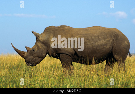 Breitmaulnashorn White Rhino Cerathoterium simum Umfolozi NP Sued Afrika Foto Stock