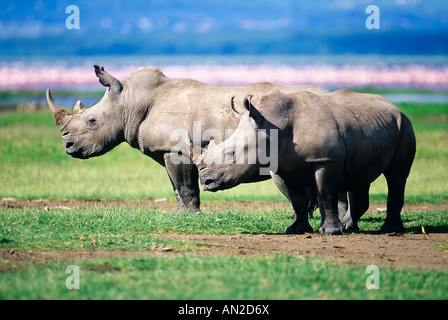 Breitmaulnashorn rinoceronte bianco Lake Nakuru Kenia Kenia Afrika Africa Foto Stock