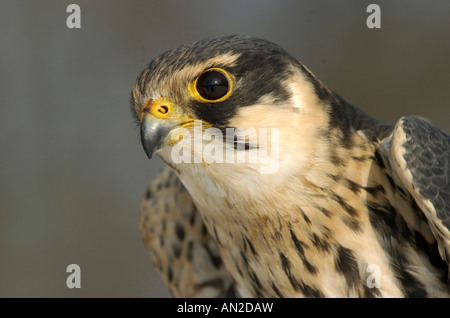 Hobby Baumfalke Eurasian Hobby Falco Subbuteo® Europa Greifvogel Uccelli di pregare Greifvoegel Foto Stock