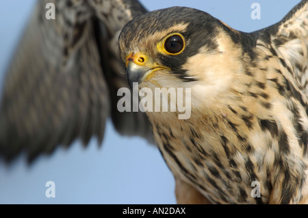 Hobby Baumfalke Eurasian Hobby Falco Subbuteo® Europa Greifvogel Uccelli di pregare Greifvoegel Foto Stock