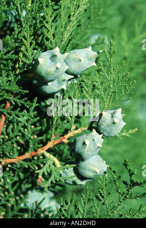 Il cinese arbor vitae (Thuja orientalis, Platycladus orientalis), coni Foto Stock