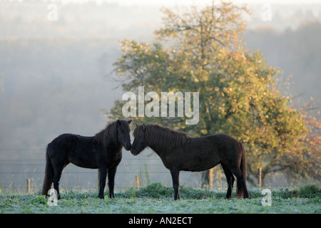 Islandpferd islandese cavalli Foto Stock