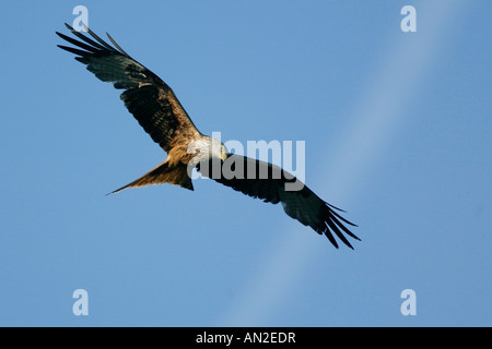 Rotmilan Nibbio reale Milvus milvus europa Foto Stock