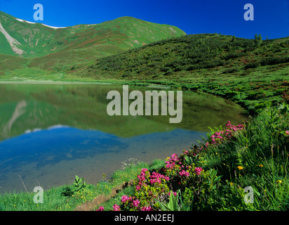 Fioritura di rose alpine Rhododendron ferrugineum, Fellhorn Schlappoldsee vicino a inizio estate Fellhorn Oberstdorf Allgaeu Bavaria Foto Stock