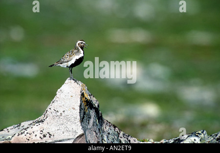 European golden plover (Pluvialis apricaria), Norvegia Foto Stock