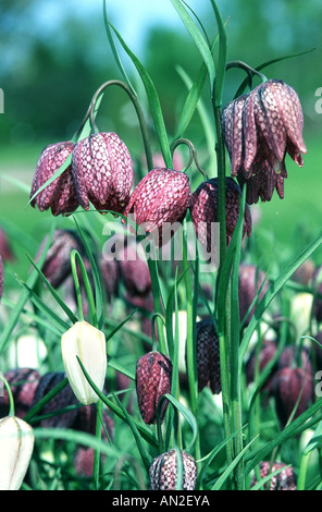 Fritillary comune, snake-testa (fritillaria Fritillaria meleagris), piante in fiore, Germania Foto Stock