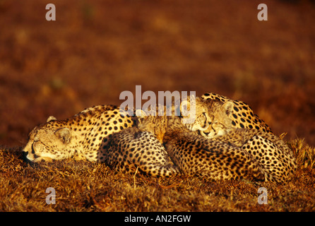 Il Gepard mit Jungen Cheetah con cuccioli Acinoynx jubatus Masai Mara Kenia Afrika Foto Stock