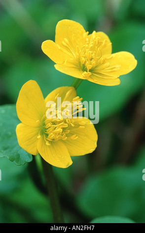 Marsh calendula (Caltha palustris), fiori, Germania Foto Stock