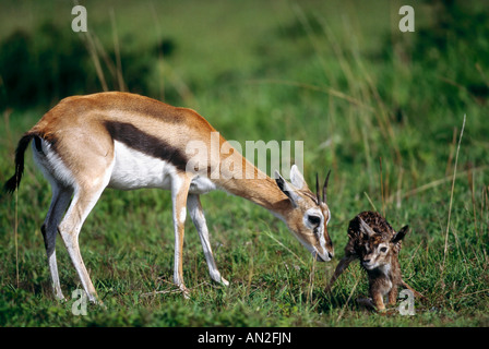 Thomson s gazzella nascita Geburt Masai Mara Kenia Afrika Foto Stock