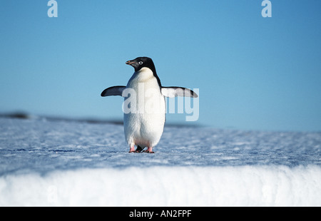 Adelie penguin (Pygoscelis adeliae), outstretching ali, Antartide Foto Stock