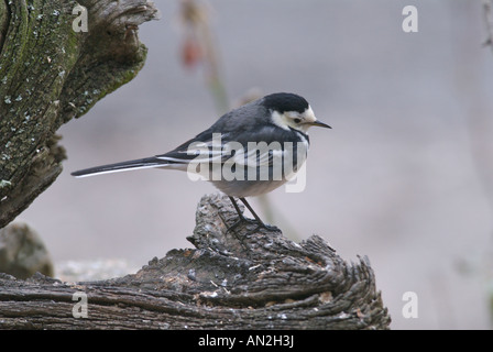 Wagtail Pied Wagtail Motacilla alba uccello residente del Regno Unito Foto Stock