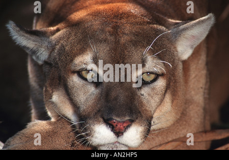 Puma, mountain lion, cougar (Puma concolor, Profelis concolor), ritratto, STATI UNITI D'AMERICA, Florida Foto Stock