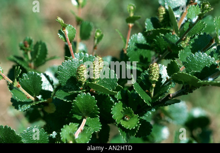 Liscia di betulla nana (Betula nana, fioritura, Norvegia Foto Stock