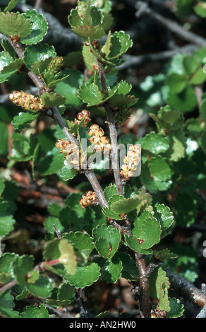 Liscia di betulla nana (Betula nana, fioritura, Norvegia Foto Stock