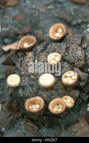 Common Bird's Nest, birdnest fungo (Crucibulum laeve), di corpi fruttiferi con capsule, in Germania, in Renania settentrionale-Vestfalia, inferiore Foto Stock