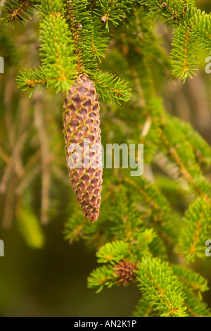 Norvegia cono di Abete, picea abies, Scozia Foto Stock