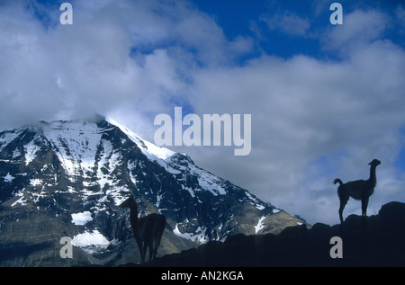 Guanaco (Lama guanicoe), due individui di fronte montagne sullo sfondo, Cile, Parco Nazionale Torres del Paine Foto Stock