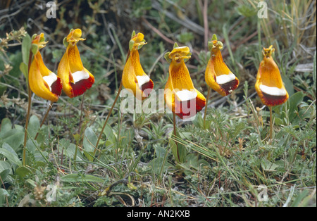 Pocketbook impianto, slipperwort, Darwin (Slipperflower Calceolaria uniflora var. darwinii, Calceolaria darwinii), fioritura, Chi Foto Stock