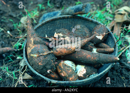La manioca, manioca Tapioc, Tapioca (Manihot esculenta), radici di storage Foto Stock