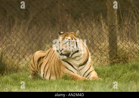Tigre Foto Stock