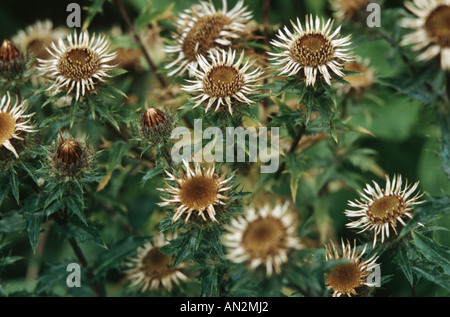 Carline thistle (Carlina vulgaris), le teste dei fiori Foto Stock